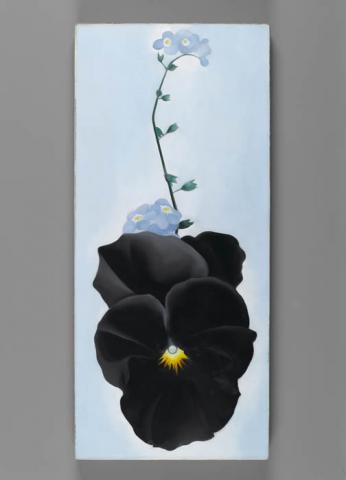 Black Pansy & Forget-Me-Nots (Pansy), 1926. Georgia O’Keeffe