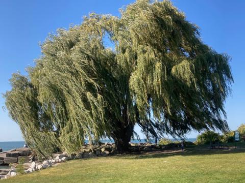 One of Cleveland's best known trees -- Weeping Willow tree at Edgewater Park