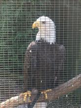 Apollo the eagle was magnificent! Visit the Kevin P. Clinton Wildlife Center.